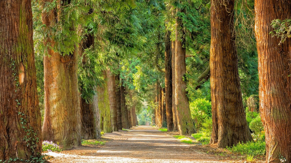 Element dřevo ve feng shui: dekorace